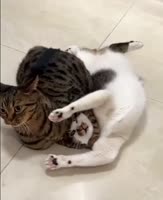 16719965518900.webm