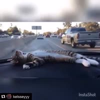 41.webm