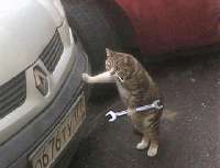 fixcat.jpg