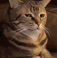 Без имени.gif