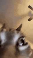 414553414.gif