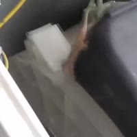 16812392446730.webm