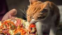 CatPizza1-1280x720.jpg