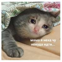 кiт (166).jpg