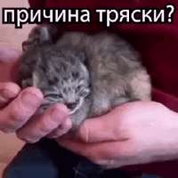 17468736351060.gif
