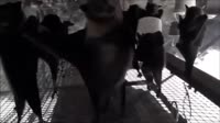 16118460736130.mp4