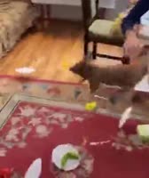 15992873247253.mp4