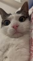 Вкотився.webm