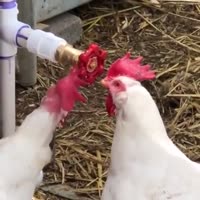 17502467805455.mp4
