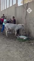 VID20250510124429647.mp4