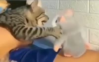 17516970409772.mp4