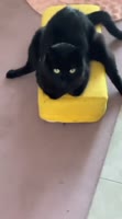 17518241768930.mp4