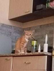 кит.jpg