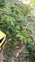 VID20250826105527436.mp4