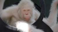 9224632-obeziana-albinos-33.jpg