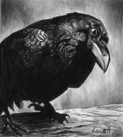 Raven.jpg.webp
