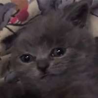 161