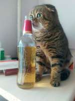 2525898252animals-pibig-info-p-kot-i-bokal-vina-zhivotnie-vkontakte-56.jpg