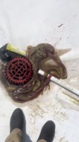 snake.mp4