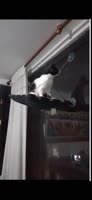 karmaforeatingcablesinthehouse.mp4