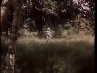 17560310217500.webm