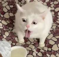 IMG3038.jpeg