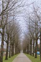 footpath-amidst-trees-against-sky1048944-23815520.jpg