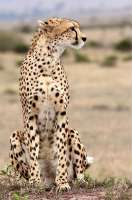 f3383e51d01e86fd7526eb489ed24e50--big-cats-animals.jpg
