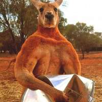 yagami-or-kaito-should-fight-a-buff-boxing-kangaroo-in-v0-rayvlugj56ib1.jpg