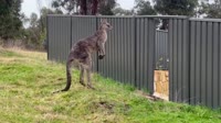 Kangaroo Shoved Through Fence During Tussle at Canberra Nature Reserve-N7M6lhzYOow.webm