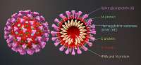 3Dmedicalanimationcoronavirusstructure.jpg