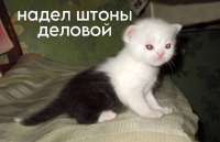 -Приколы-для-даунов-разное-котэ-8841259.jpeg