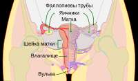 Schemefemalereproductivesystem-ru.svg.png