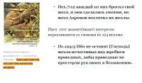 крокодилы.png