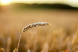 grain-19299441280.jpg