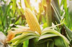 BONNIE-PLANTScorn-iStock-857670630-2400px1ce4b5df-20b7-433c-acde-8703235c66be.jpg