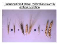 Producing+bread+wheat+Triticum+aestivum+by+artificial+selection.jpg
