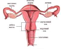 anatomiya-matki.jpeg