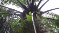 videoplayback-seg3.mp4