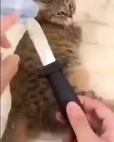 17542101882620.mp4