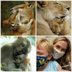 animal mothers vs feminist whore.jpg